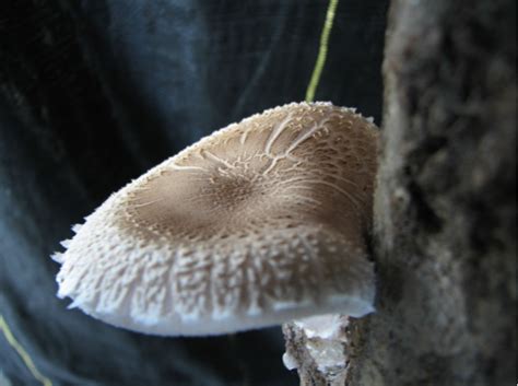 Growing Shiitake Mushrooms on Logs | Gardening in the Panhandle