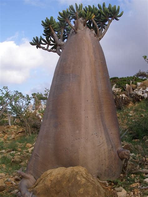 The Socotra Desert Rose or Bottle Tree (Adenium obesum soc… | Flickr