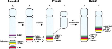 Complex Events in the Evolution of the Human Pseudoautosomal Region 2 ...