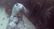 Seal Clapping GIFs | Tenor