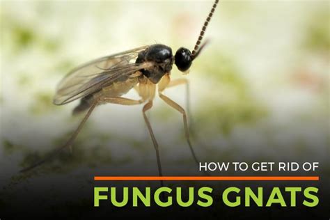 Fungus Gnat Lifespan | Gnat Killer | Life Cycle of Fungal Gnats