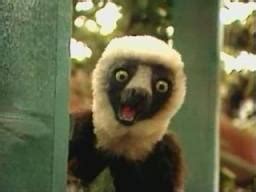 Zoboomafoo (character) - Puppet Wikia - Puppeteering, Puppets ...