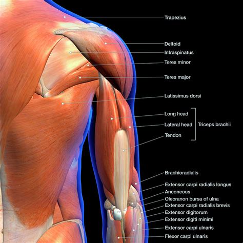 Labeled Anatomy Chart Of Male Triceps #2 Photograph by Hank Grebe ...