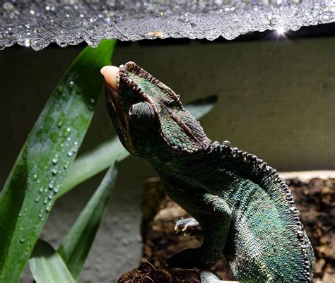 Chameleon Diet Guide - How To Feed Your Chameleon the Right Way