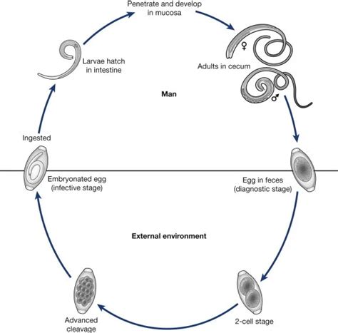 Trichuris Life Cycle