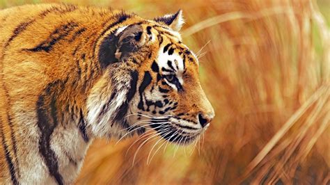 50 4k wallpaper for pc tiger PNG - Wallpaper