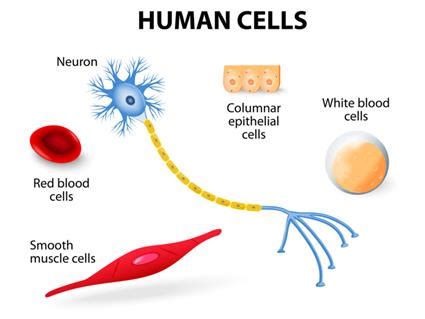 Multicellular organisms — lesson. Science State Board, Class 6.