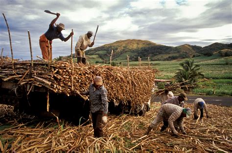 Fiji’s sugarcane farmers will benefit from diversifying - Policy Forum