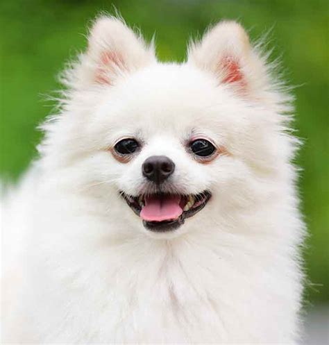 How Much Is A White Pomeranian Dog