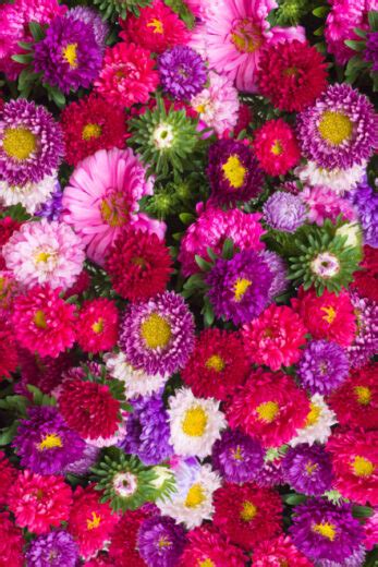 Growing Asters - The Perfect Perennial Plant For Big Fall Color!