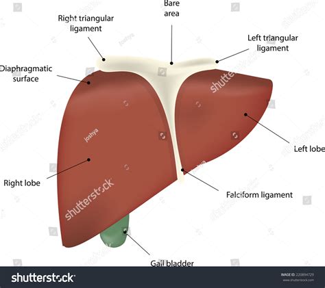 Liver Anatomy Labeled Diagram Stock Photo 220894729 : Shutterstock