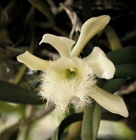 Orquidea Brassavola Digbyana is the Honduran natio