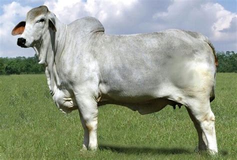 Brahman | Cattle, Beef cattle, Breeds