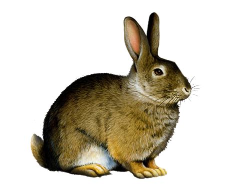 Wild rabbit clipart 20 free Cliparts | Download images on Clipground 2024