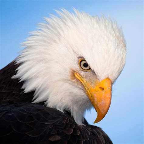 Majestic Bald Eagle Photograph by Nicole Riley