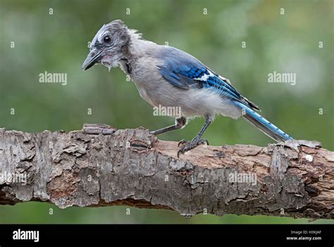 Molting of feathers hi-res stock photography and images - Alamy