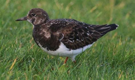 Turnstone | BirdForum