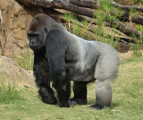 Silverback Gorilla at the Los Angeles Zoo - a photo on Flickriver