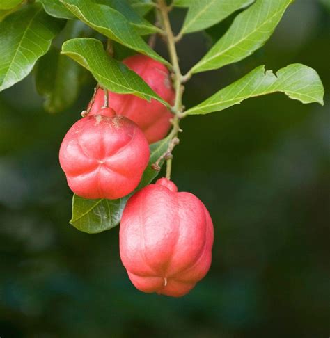 Jamaican Ackee Benefits - Healthier Steps