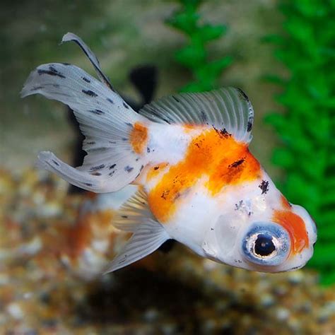 Tricolor Oranda Goldfish: Tropical Fish for Freshwater Aquariums