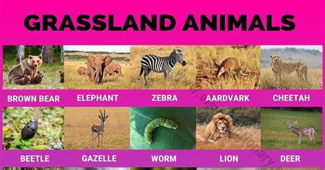 Grassland Animals: Big List of 160+ Grassland Animals in The World ...