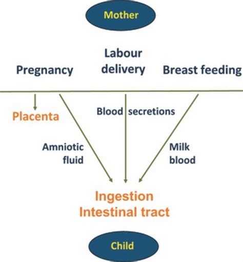 Pathways of HIV-1 transmission via different routes. HIV-1 transmission ...