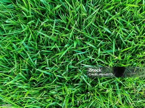 Zoysia Grass Seeds Stock Photo - Download Image Now - Grass, Grass ...