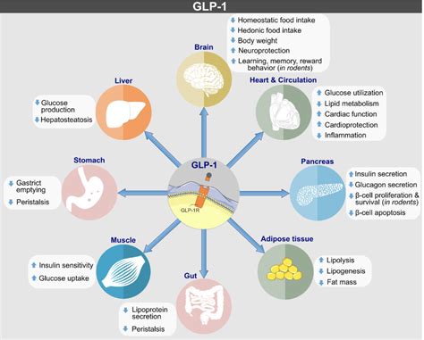 The GLP-1 Agonists and Obesity: How Diabetes Drugs are Changing Non ...