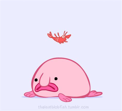 Photo Gallery - BLOBFISH FOR LIFE | Blobfish, Fish drawings, Fishing memes