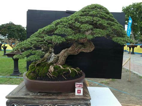 Huge bonsai! Love these plants!! | Pohon bonsai, Bonsai, Kebun