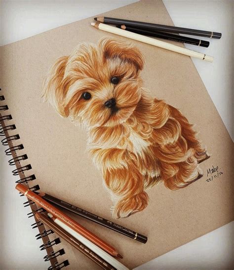 How to Draw a Cute Realistic Puppy - Hardy Cumigho