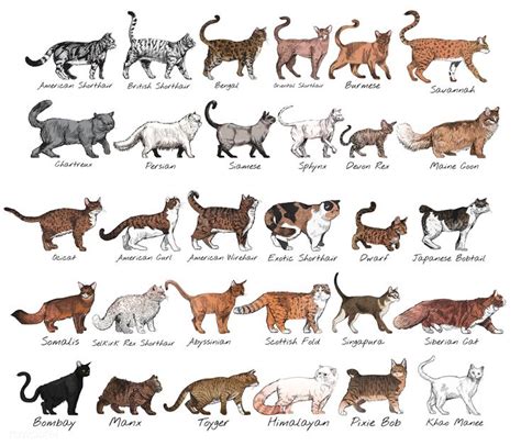 Download premium vector of Detailed cat breeds collection drawing ...