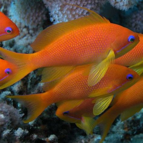 Pseudanthias Squamipinnis femelle : 3 à 5 cm