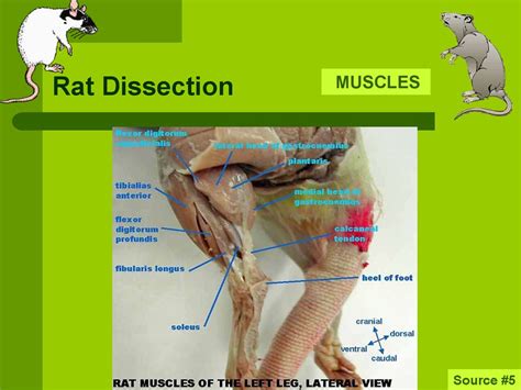 Diagram Of A Dissected Rat