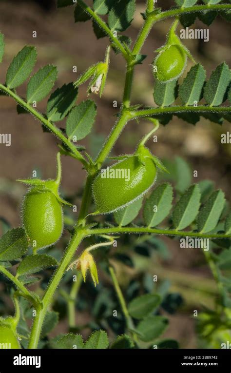 Lentil plant growing. Lens culinaris Stock Photo - Alamy