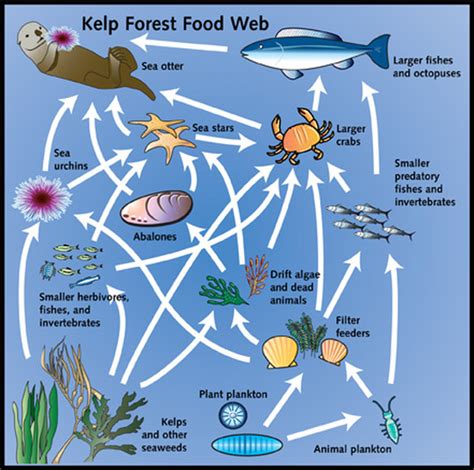 Food Chain - Kelp Forests