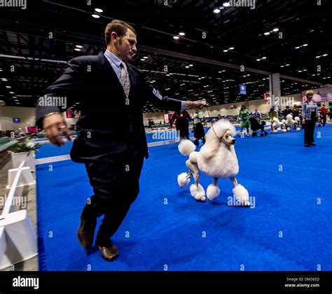 Akc dog shows hi-res stock photography and images - Alamy