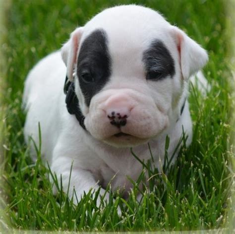 Dogo Argentino Puppy for Sale - Adoption, Rescue for Sale in Longmont ...