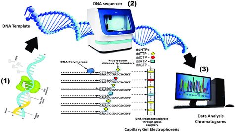 DNA Sequencing, History and Application