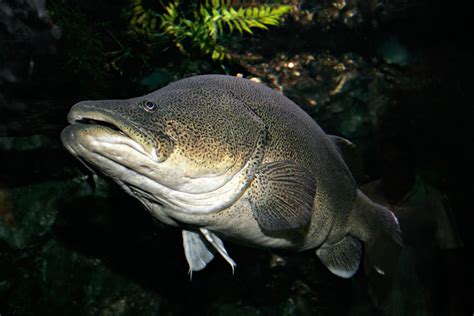 File:Murray cod02 melb aquarium.jpg - Wikipedia