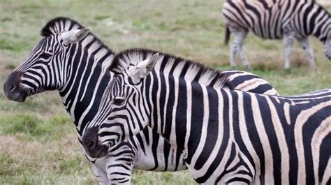 Zebra stripes do NOT camouflage them from blood thirsty predators, say ...