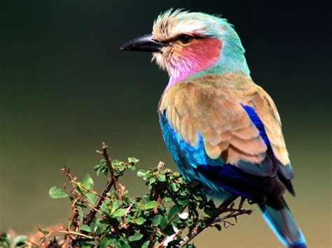 Beautiful Birds Wallpapers - Birds Desktop Wallpapers | Wallpaper Zone