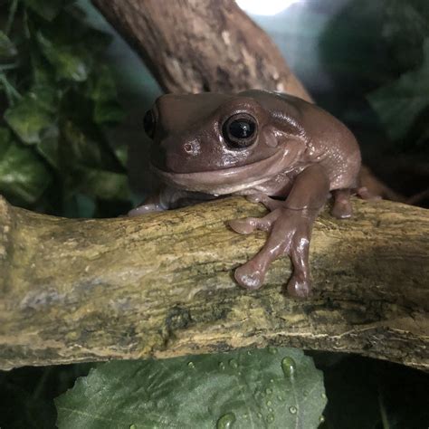 White's Tree Frog — Cohanzick Zoo