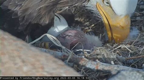 Big Bear bald eagle egg hatching: Jackie and Shadow welcome eaglet to ...