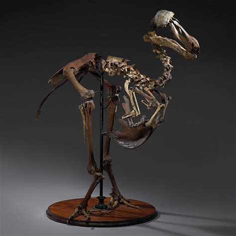 Price of Rare Dodo Skeleton Flies High at Auction – Kovels