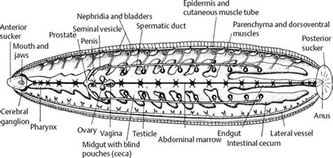 Preceder Apariencia instinto leech anatomy diagram De Dios Eléctrico ...