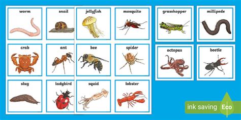 Invertebrate Animal Skeleton Sorting Cards (teacher made)