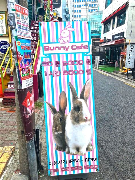 Bunny Cafe in Seoul - Foodie on Vacay