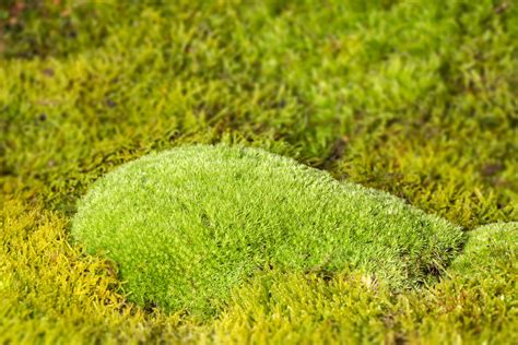 30+ Different Types of Moss (And Most Common Moss Species) - PlantSnap