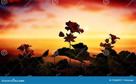 Roses In The Sunset stock illustration. Illustration of render - 72666397